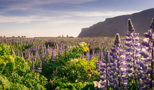 Purple flowers growing on field against sky