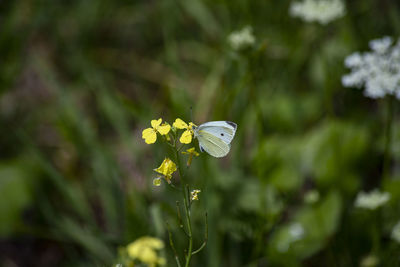 White butterfly on yellow wildflower