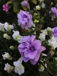 Close-up of purple flowers blooming outdoors