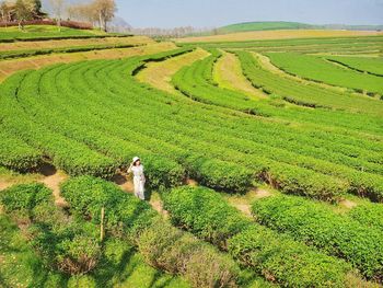 Scenic view of green landscape