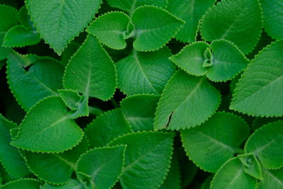Full frame shot of green leaves