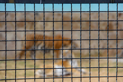 Full frame shot of metal fence