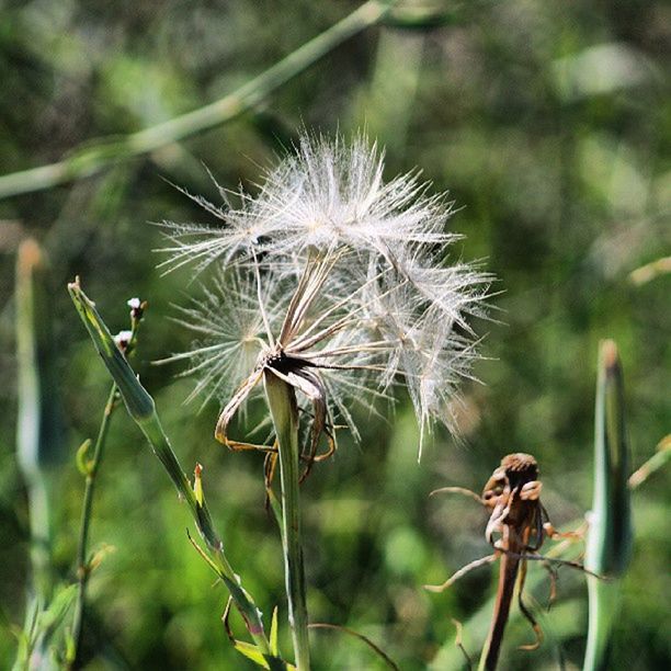 flower, dandelion, growth, focus on foreground, fragility, close-up, stem, freshness, plant, nature, beauty in nature, flower head, wildflower, thistle, uncultivated, day, softness, outdoors, selective focus, no people