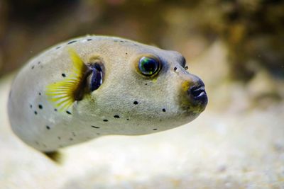 Close-up of fish in sea