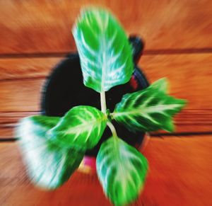 High angle view of leaf on table