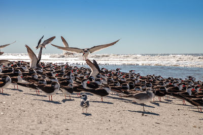 Flying black skimmer terns rynchops niger over the water of clam pass in naples, florida.