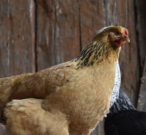 Close-up of rooster