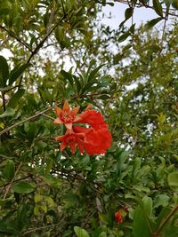 Close-up of red flowering plant against tree