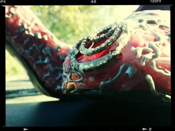 Close up of plant against blurred background