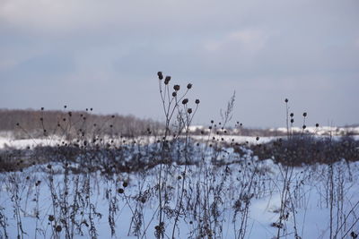 Scenic view of frozen field against sky