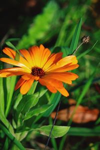 Close-up of orange flowering plant