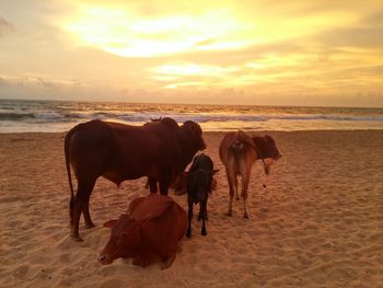 Cows on beach against sky during sunset