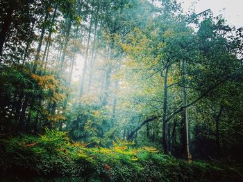 Trees in forest