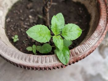 High angle view of potted plant