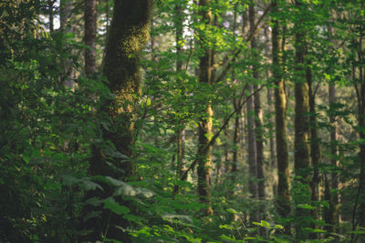 Trees in forest