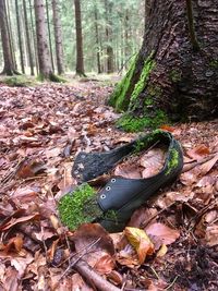 Autumn leaves on tree trunk in forest