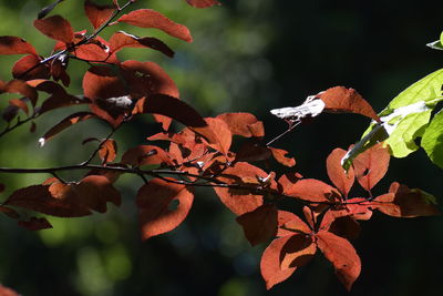 Close-up of orange leaves on tree