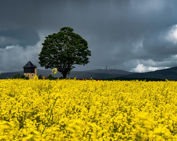 Scenic view of oilseed rape field against sky