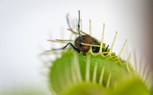 Close-up of insect on leaf