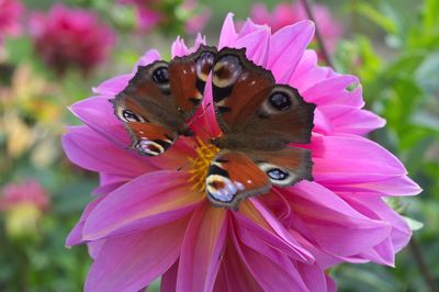 Close-up of butterfly on pink flower