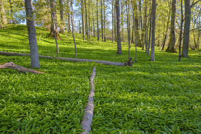 Scenic view of trees growing on field