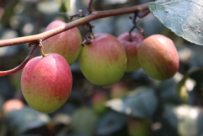 Close-up of apples on tree