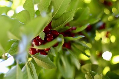 Close-up of cherries on tree