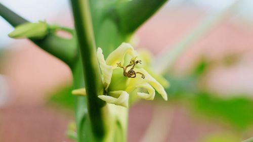 Close-up of insect on flower