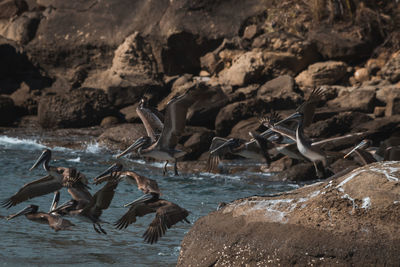 View of pelicans going for food