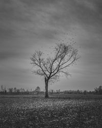 Bare tree on field against sky