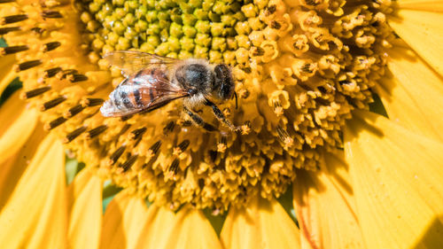 Extreme close-up of bee pollinating on flower