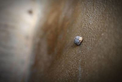 Close-up of snail