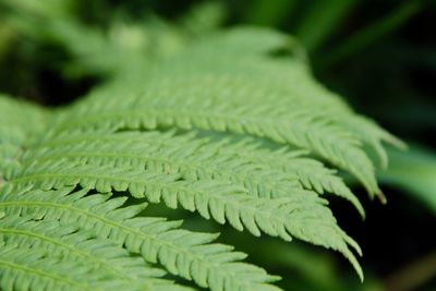 Close-up of fern leaves