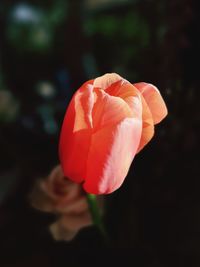 Close-up of rose against blurred background