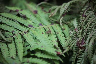 Close-up of fern leaves