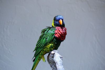 Close-up of bird perching on rock