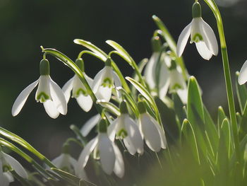 Close-up of white flowering plants