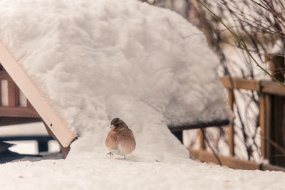 Bird perching on snow covered ground
