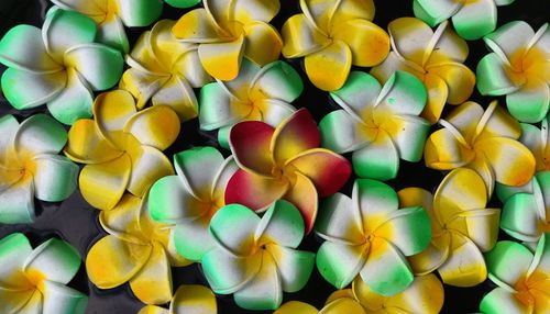 Full frame shot of multi colored flowers