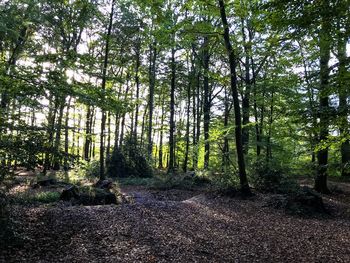 Trees in forest