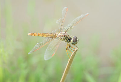 Close-up of dragonfly on twig