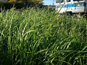 Close-up of plants growing on field