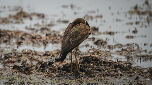 Bird perching on a shore