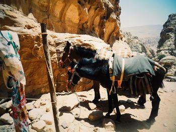 Side view of horses standing on rock