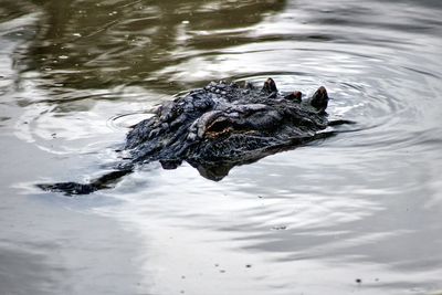 Turtle swimming in river