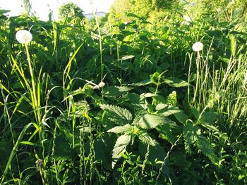 Close-up of fresh green plants