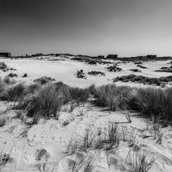 Dunes at westduinpark, the hague.