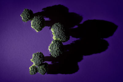 Close-up of plant against blue background