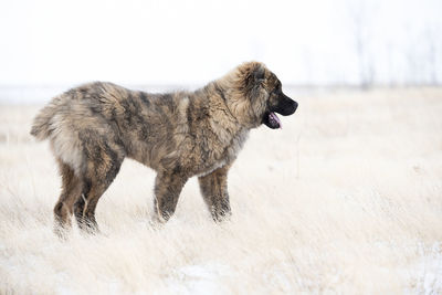 Side view of dog standing on snow field