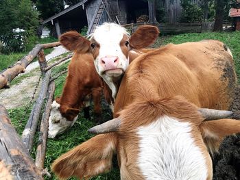 Cows resting by fence on field